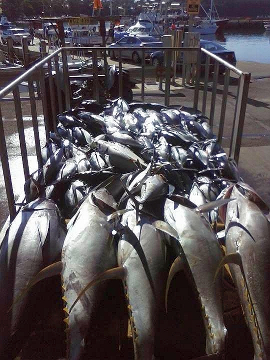 Winter tuna attracting boats big & small